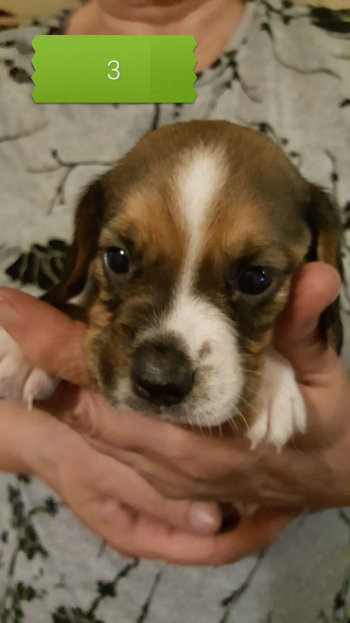 20211004 Pup 3