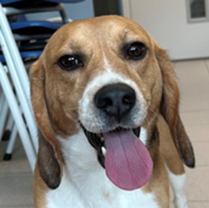 Bruno 1