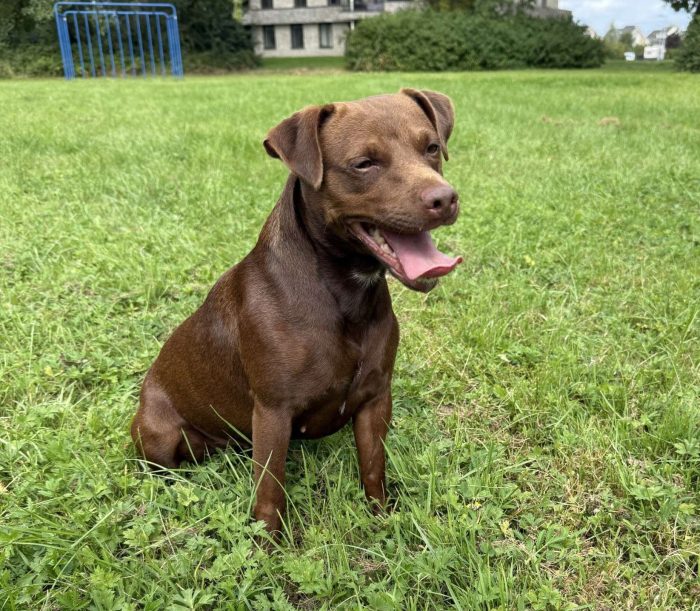 Cookie(Sh7162)1