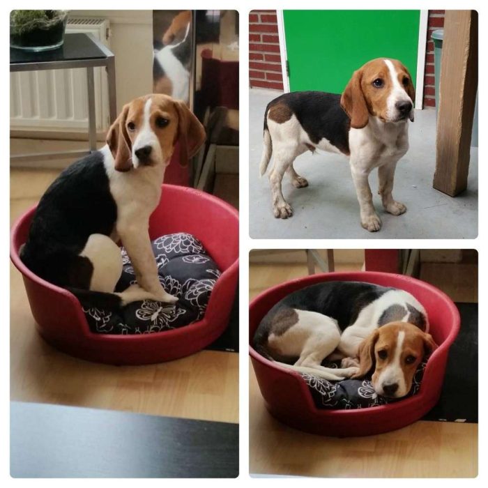 PicMonkey Collage