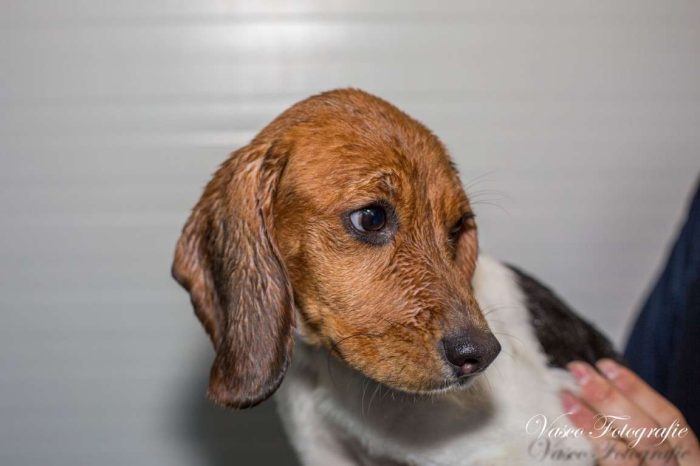 sh6037 Benji-20190427-IMG_2551