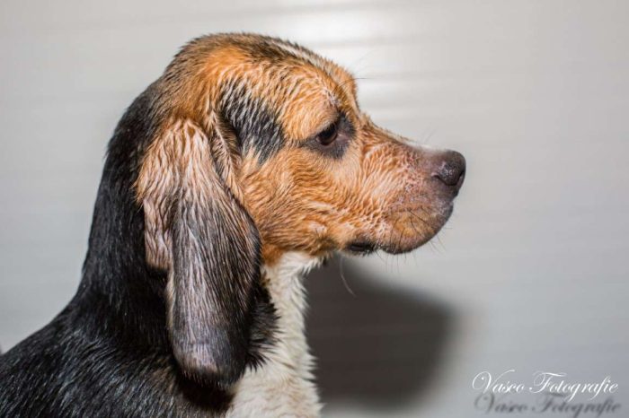 sh6044 Pongo-20190427-IMG_2567