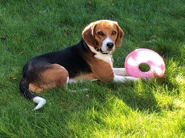 sh6098 1 Dexter met bal